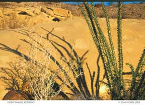 DesertShades03.jpg